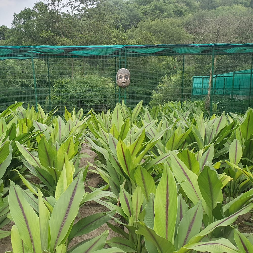 TREEPHALA AYURVEDA black turmeric