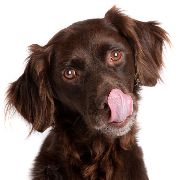 TREEPHALA AYURVEDA DOG HONEY